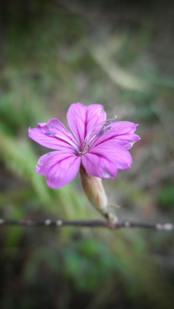 Silene? no, Petrorhagia ?